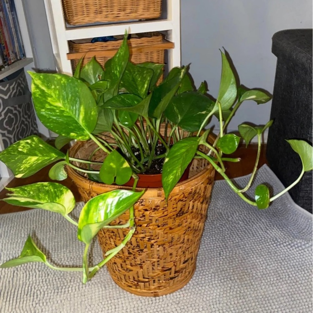 Unique wicker rattan vintage basket NEW